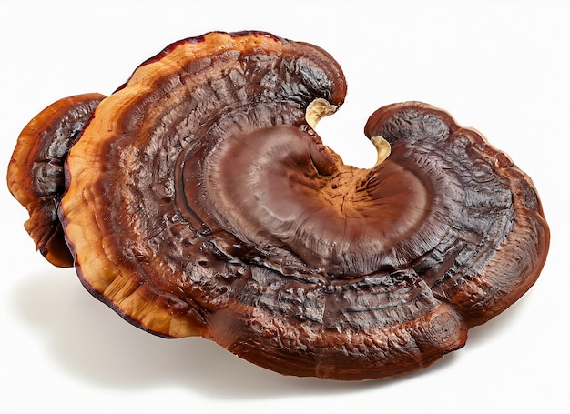 Ganoderma lucidum aislado en el fondo blanco