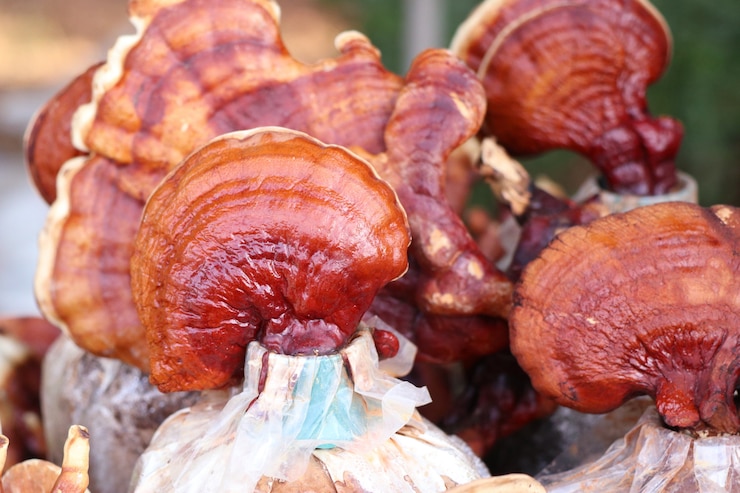 Foto ganoderma lucidum en granja