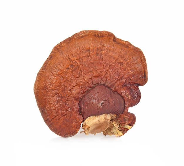 Foto ganoderma lucidum isoliert auf dem weiß