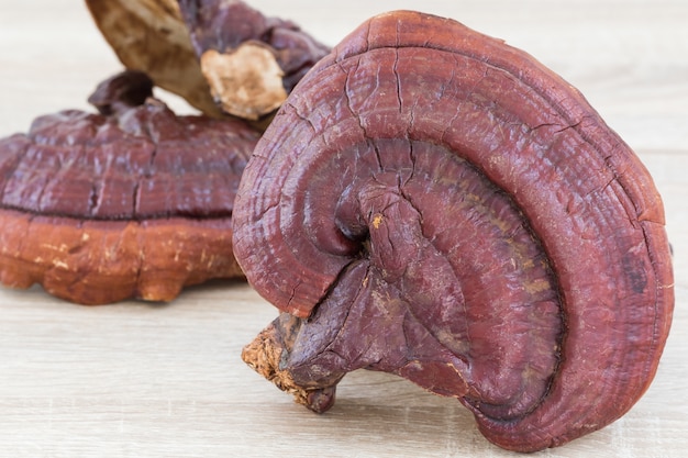 Ganoderma Lucidum Mushroom no fundo de madeira