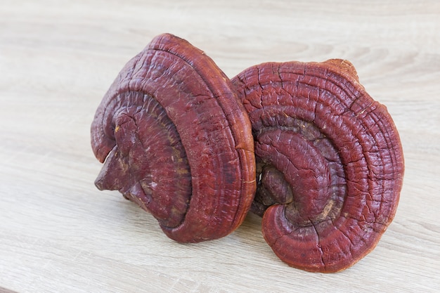 Ganoderma Lucidum Seta Sobre Madera