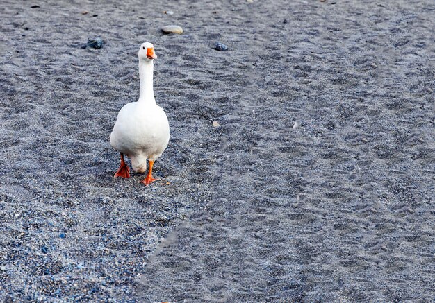 Gans am Strand