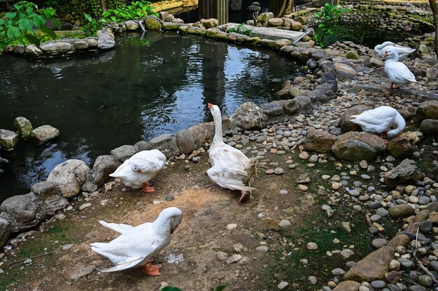 Gans am Teich