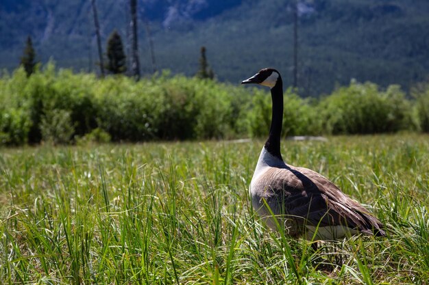 Gans auf dem Gras