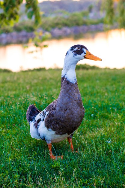 Gans auf dem Rasen im Park