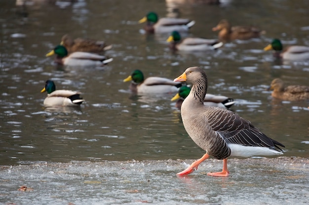 Gans in der Nähe des Sees