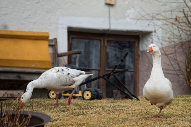 Gans Nahaufnahme Porträt