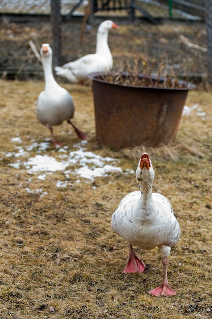 Gans Nahaufnahme Porträt