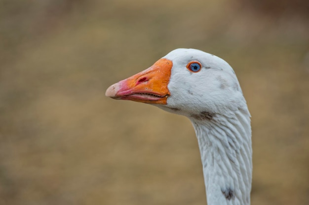 Gans Nahaufnahme Porträt