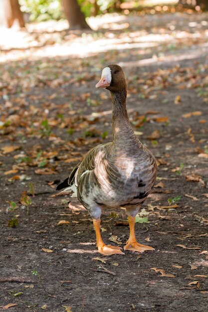 Gans Piskulka Nahaufnahme geht auf dem Gras im Sonnenlicht spazieren