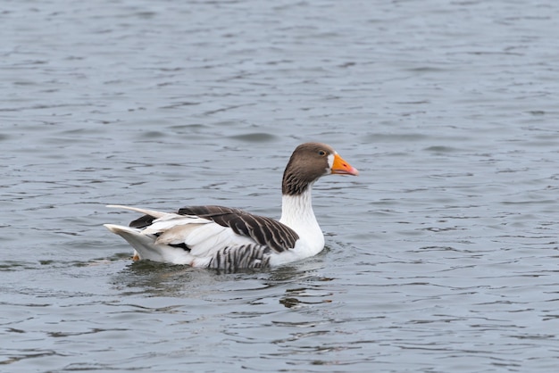 Gans schwimmt auf dem See