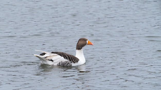 Gans schwimmt auf dem See