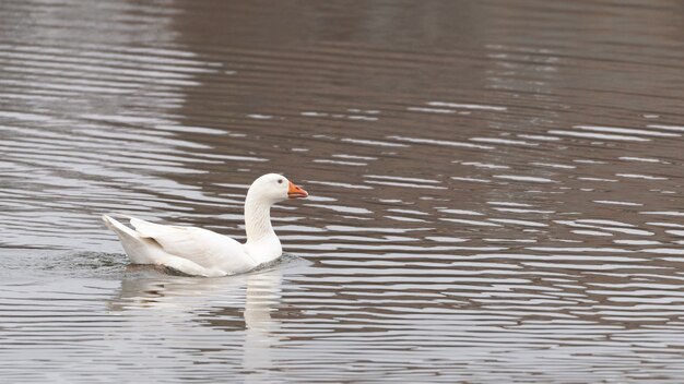 Gans schwimmt auf dem See