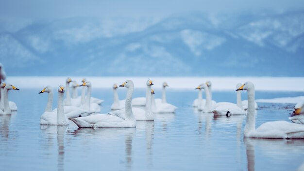 Gans Seeblick im Winter