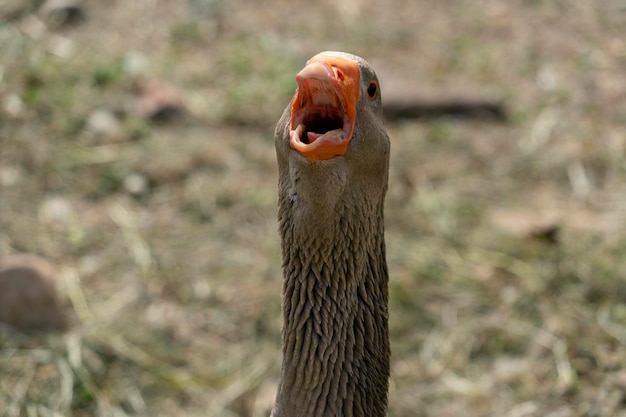 Gans verteidigt ihr Revier