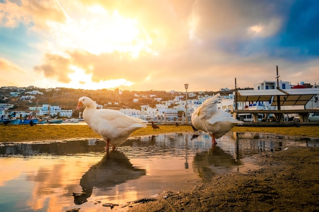 Gans zwei in der Pfütze bei Sonnenuntergang