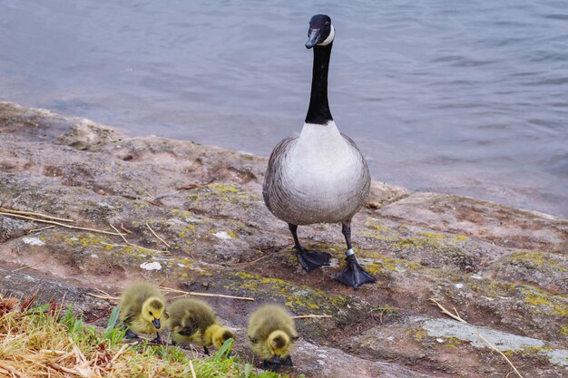 Foto ganschen mit ihrer mutter am see