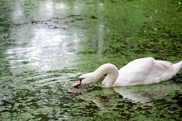 Un ganso en agua verde