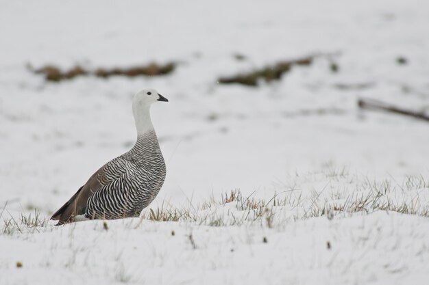 Ganso altiplano macho sobre la nieve