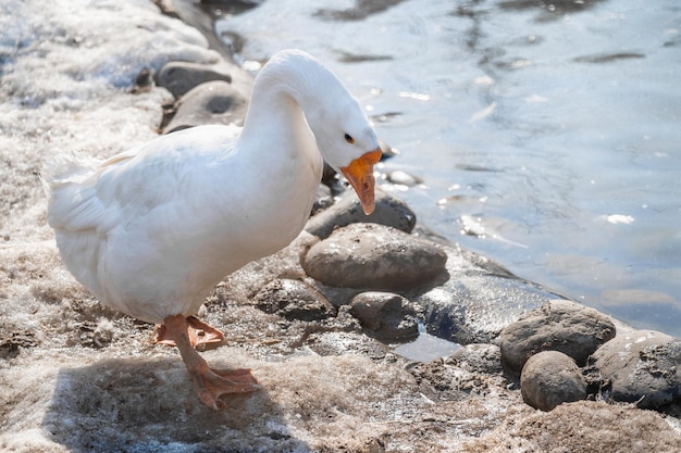 Ganso blanco junto a un estanque en invierno Gansos domésticos de plumas blancas caminando en un estanque en invierno Ganso blanco en la playa del lago