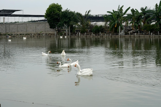 Ganso branco do grupo nadando na lagoa