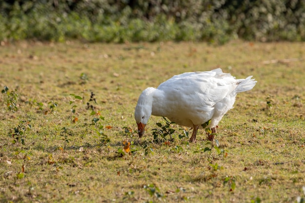 Ganso branco domesticado vagando pelo pasto