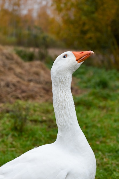 Ganso branco engraçado na natureza