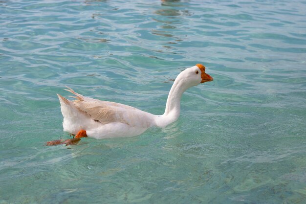 Ganso branco nadando no mar Praia de Tien Koh Larn Pattaya Tailândia