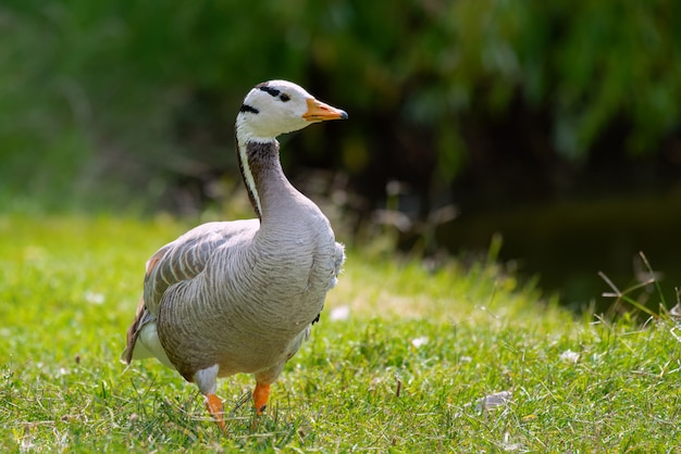 Ganso de cabeza de bar, Anser indicus, solo pájaro en la hierba