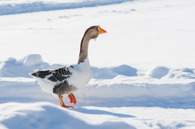 Ganso caminando en la nieve.