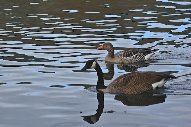 ganso de campo branta canadensis