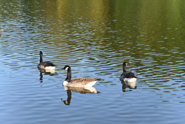 Ganso de Canadá en el lago en un cálido día de verano