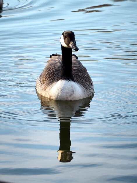 Foto ganso canadiense nadando en el lago