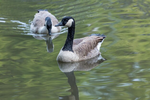 Foto ganso canadiense nadando en el lago