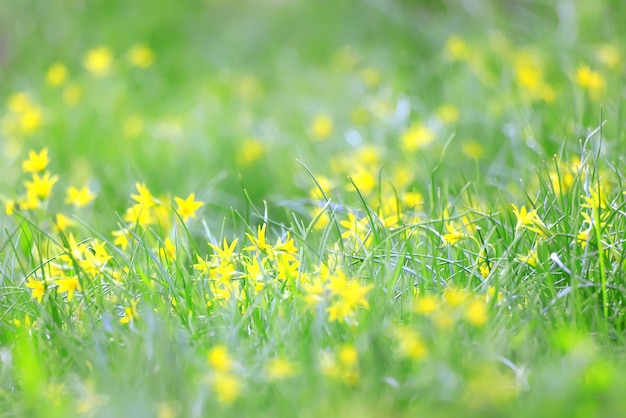 ganso cebola fundo de gramado pequena primavera flores amarelas