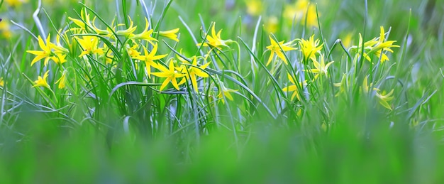 ganso cebolla césped fondo pequeño primavera flores amarillas