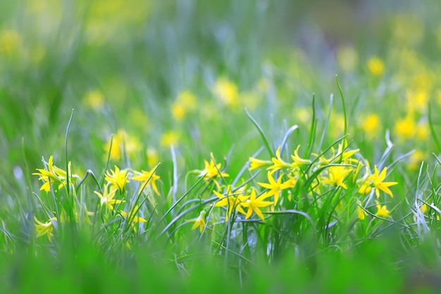 ganso cebolla césped fondo pequeño primavera flores amarillas