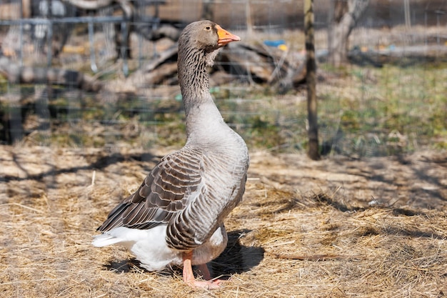 Ganso cinza em uma ecofarm closeup