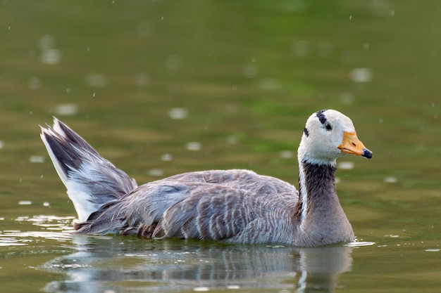 Ganso de cabeça de barra, anser indicus, único pássaro nada no lago