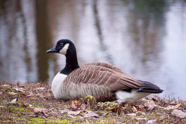 Ganso do Canadá Branta canadensis Animal de vida selvagem Único pássaro descansando perto do lago no parque