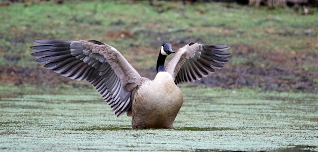 Ganso do Canadá esticando suas asas no lago