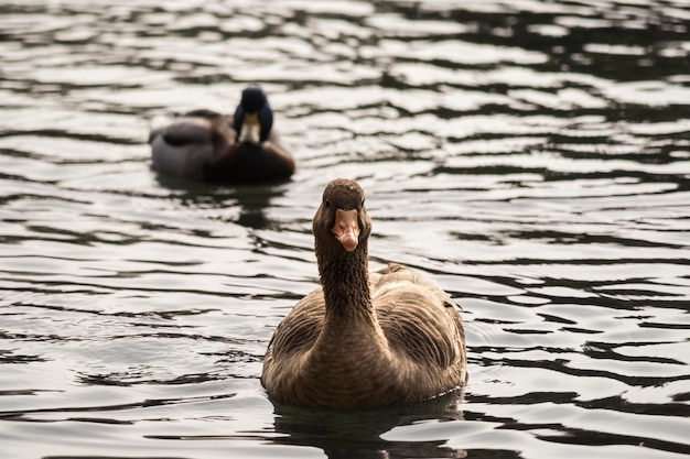 Ganso e pato nadando no lago