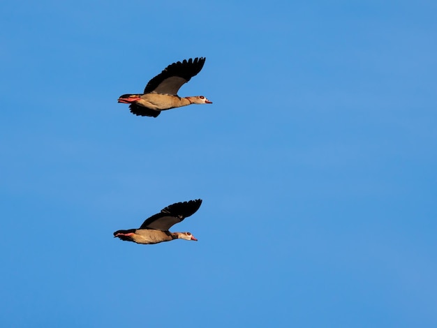 Ganso egípcio (Alopochen aegyptiaca). Aves em seu ambiente natural.