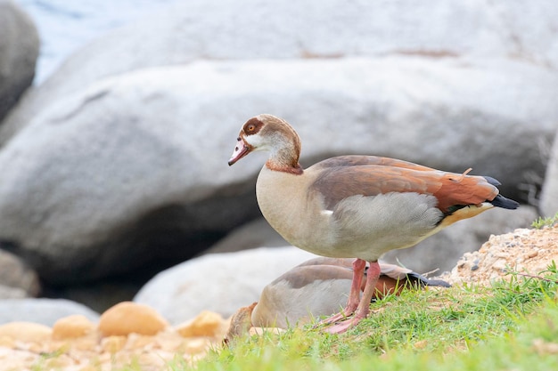 Ganso egípcio (Alopochen aegyptiaca) Cidade do Cabo, República da África do Sul