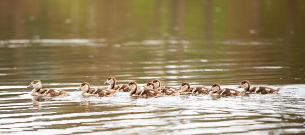 Foto ganso egípcio alopochen aegyptiaca na primavera animal e ave aquática