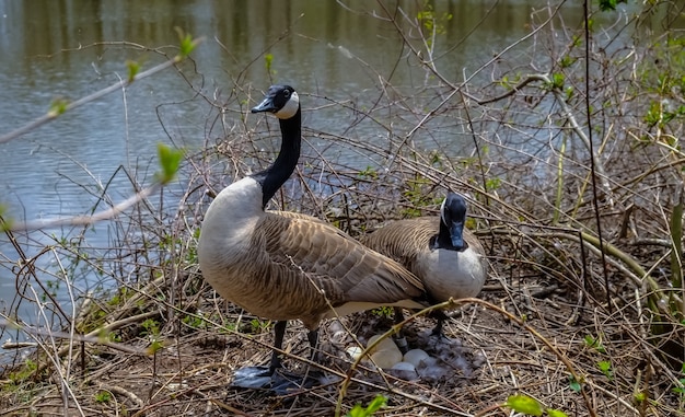 Foto ganso em um ninho com ovos em uma ilha entre árvores