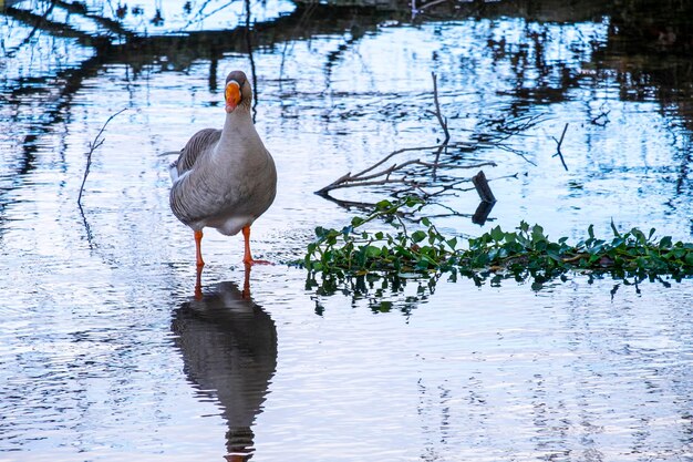 Ganso de ganso silvestre con su figura reflejada en la orilla de un río