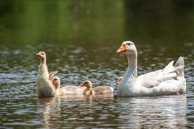 Ganso con gosling en la orilla del río en primavera Animales de granja en el agua