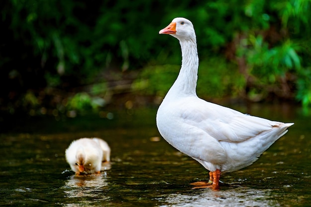 Ganso con gosling en la orilla del río en primavera Animales de granja en el agua