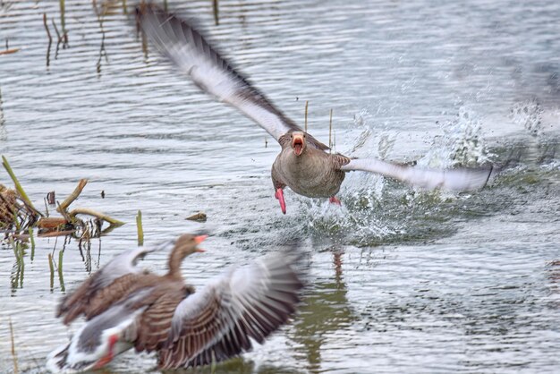 Foto un ganso graylag enojado está atacando a otro ganso durante el tiempo de reproducción